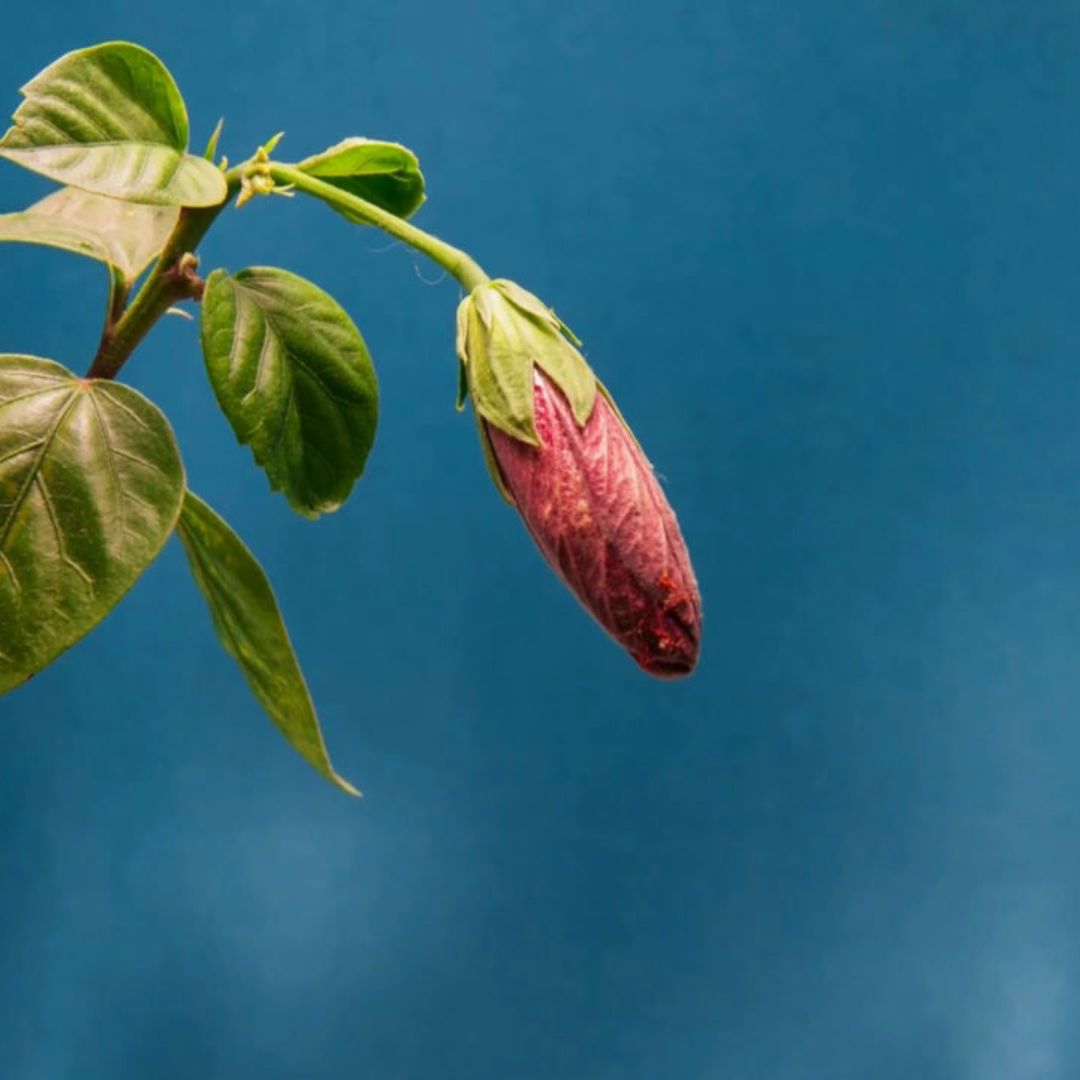 Tropica - What Does Your Scent Say About You?